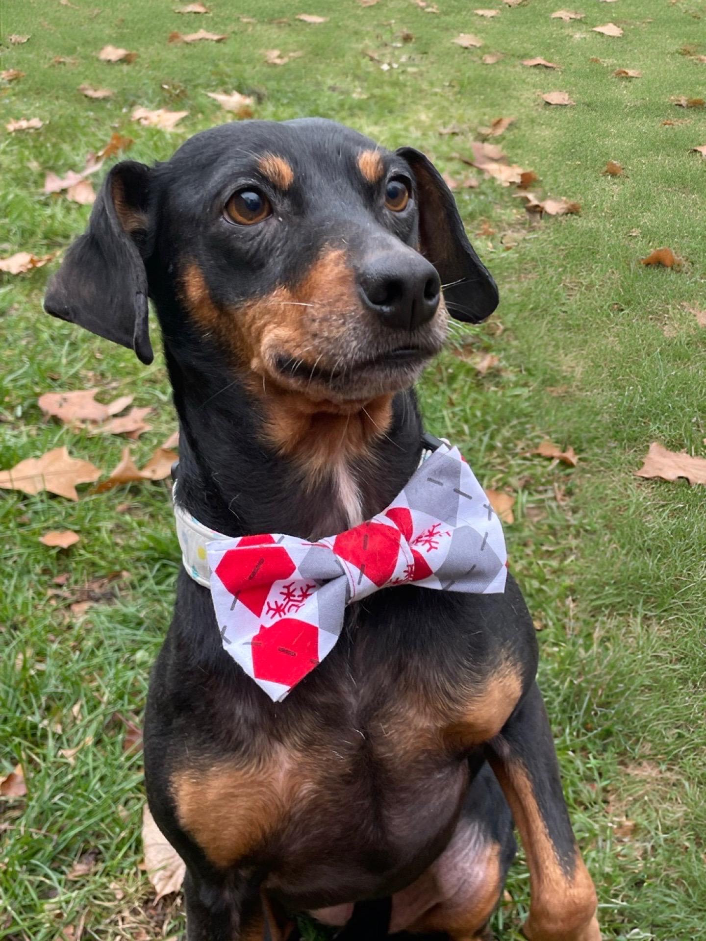 Christmas Pet Bow Tie - Snowflake - Christmas Dog Bow Tie - Cat Bow Tie - Christmas Cat Bow Tie - Slides Over The Collar - argyle