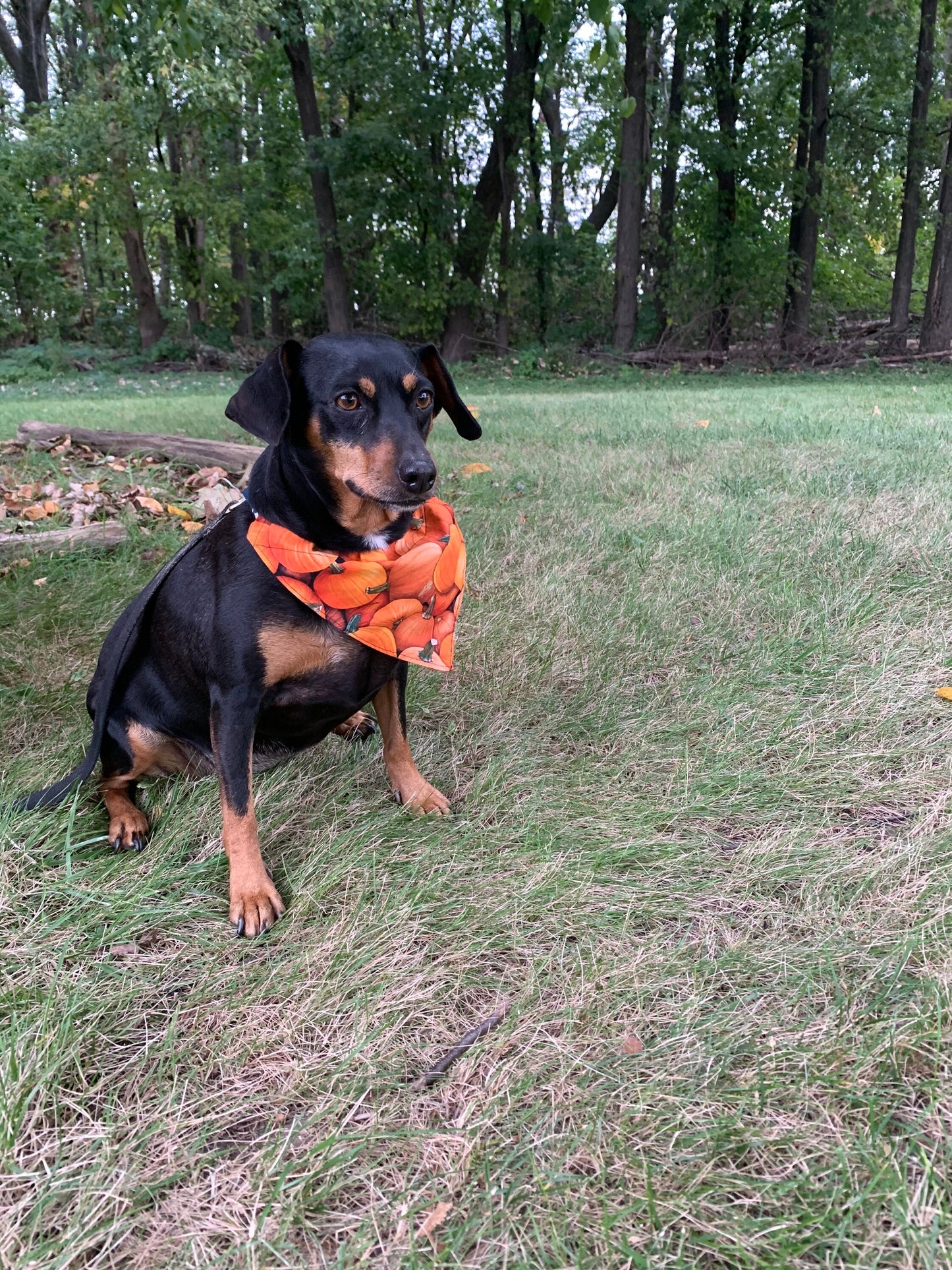 Reversible Dog Bandana - Over the Collar - pumpkin - halloween - orange- Made in Canada - Dog Neck Wear