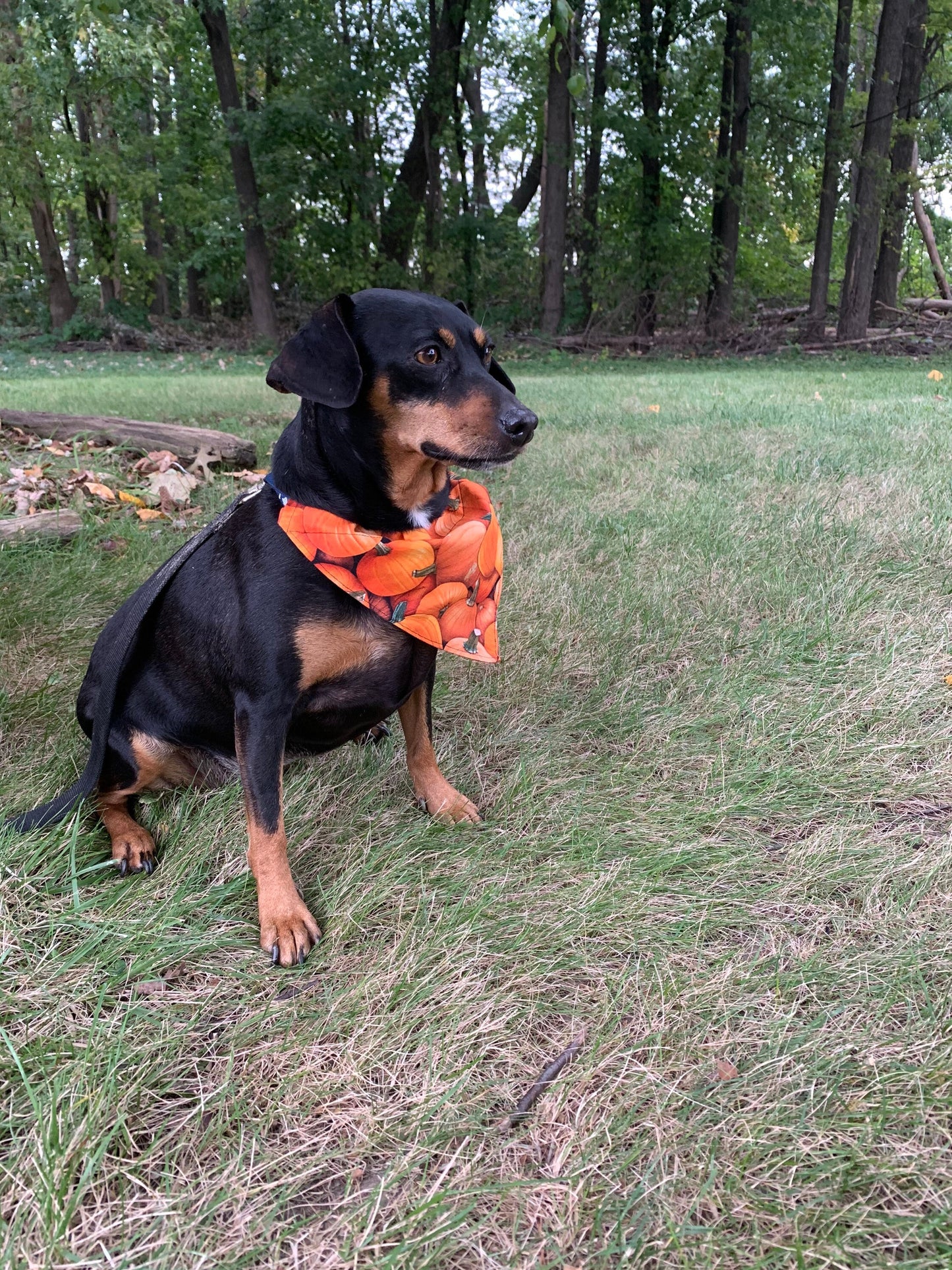 Reversible Dog Bandana - Over the Collar - pumpkin - halloween - orange- Made in Canada - Dog Neck Wear