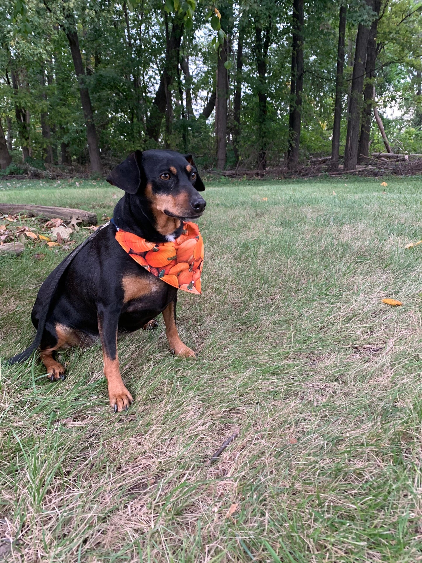 Reversible Dog Bandana - Over the Collar - pumpkin - halloween - orange- Made in Canada - Dog Neck Wear