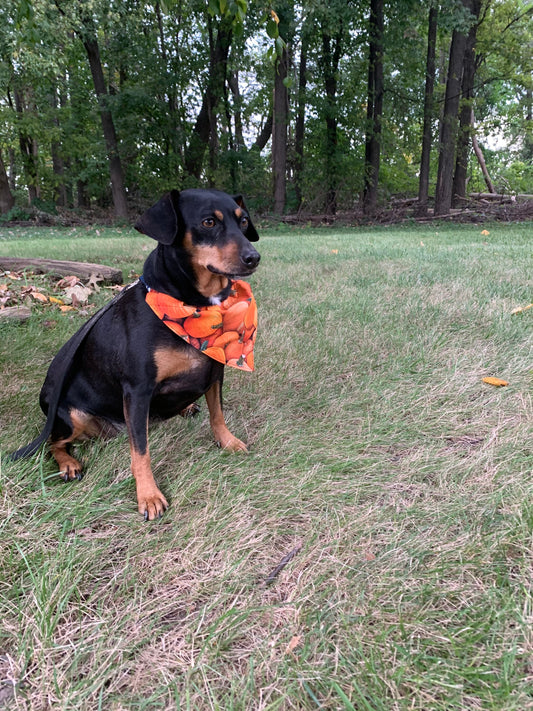 Reversible Dog Bandana - Over the Collar - pumpkin - halloween - orange- Made in Canada - Dog Neck Wear
